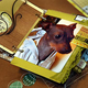 Illustration for article titled Scrapbooking Rock Star Victim Of Scrappy Smackdown